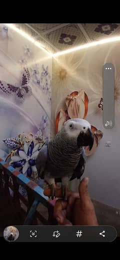 greay parrot