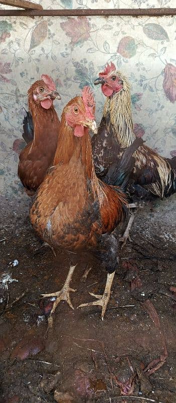 hens for sale 0