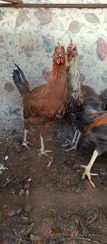 hens for sale 3