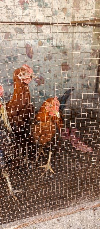 hens for sale 5