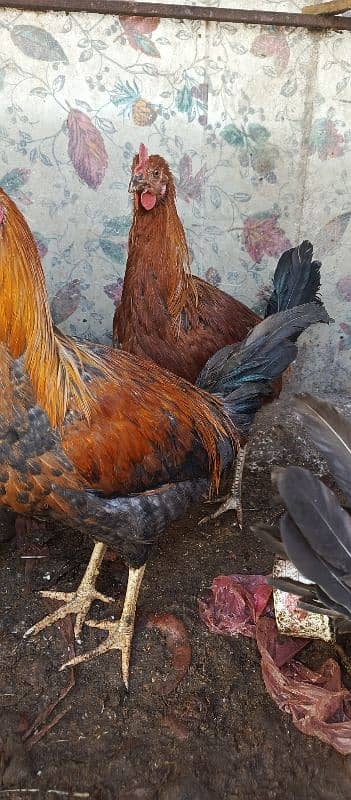 hens for sale 8