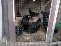 australorp