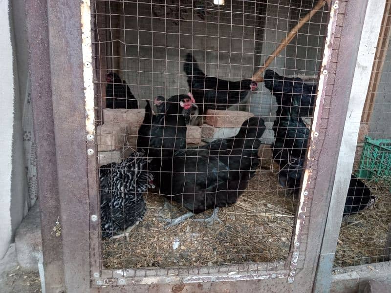 australorp hen 0