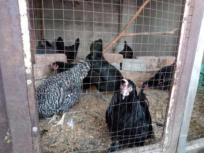 australorp hen 1