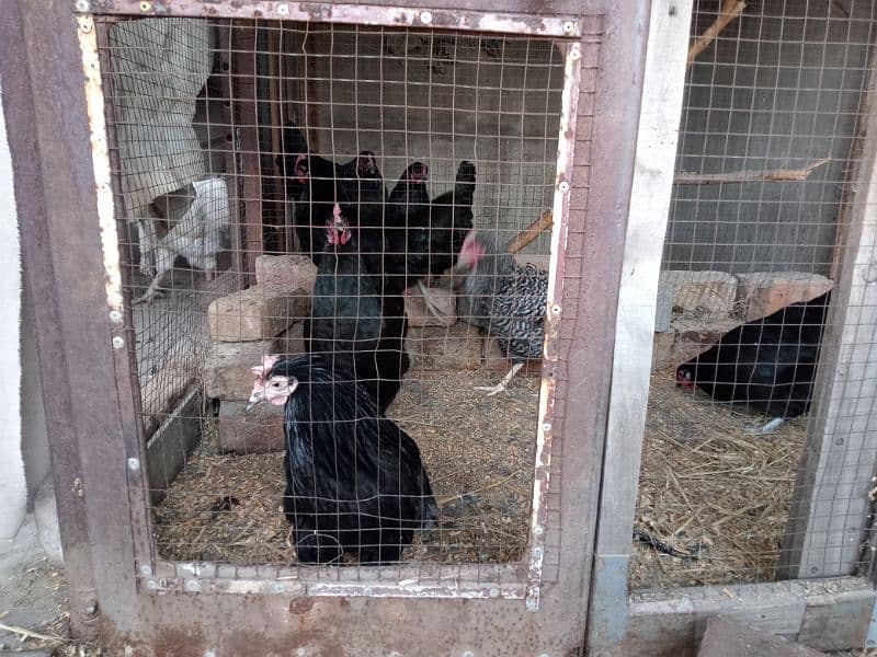 australorp hen 2