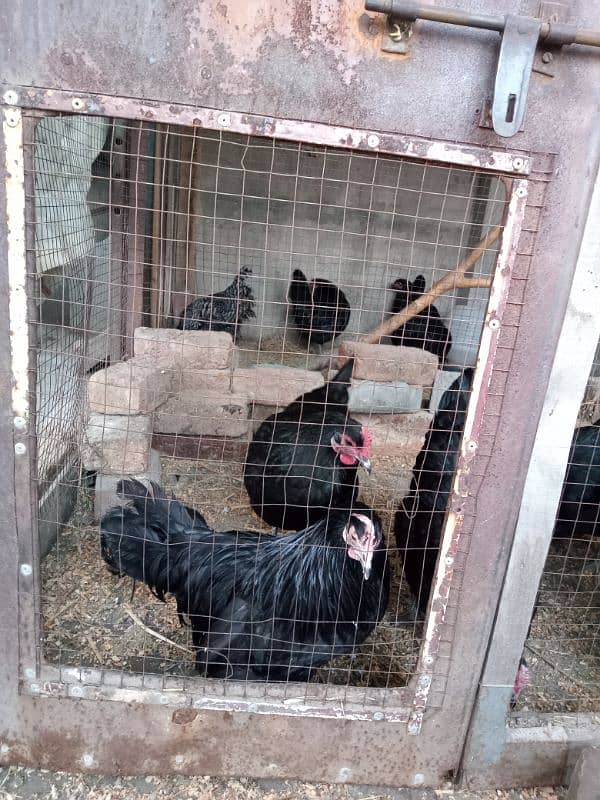 australorp hen 3