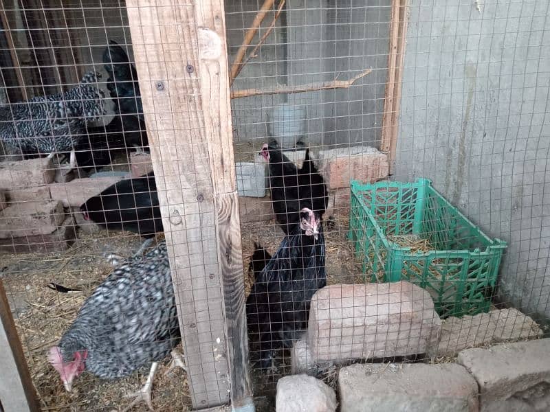 australorp hen 4