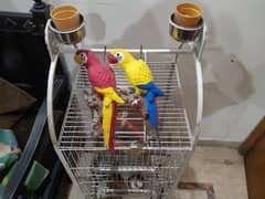 Parrot Cage