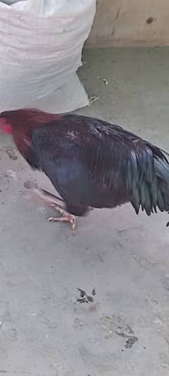 Roosters