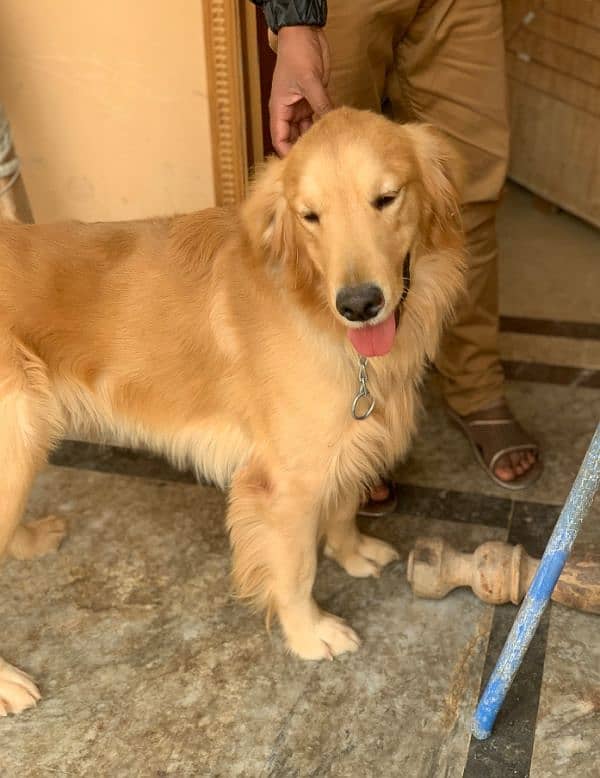 Top quality pedigree golden retriever male  11 months available 0