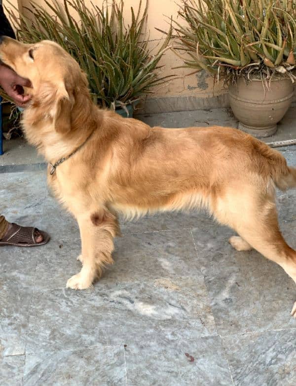 Top quality pedigree golden retriever male  11 months available 1