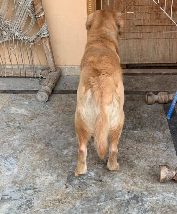 Top quality pedigree golden retriever male  11 months available 2