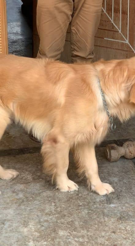 Top quality pedigree golden retriever male  11 months available 3