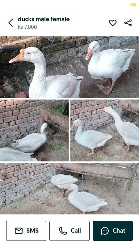 ducks for sale 0