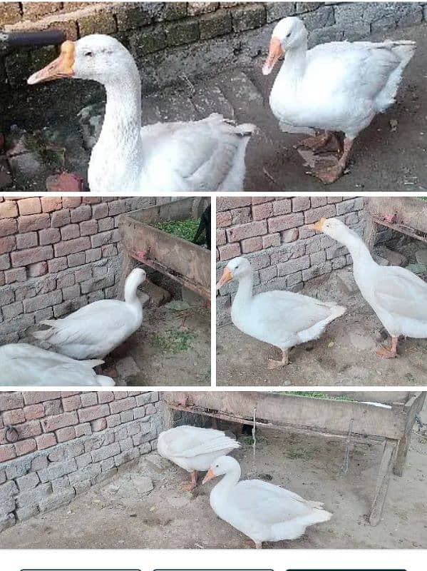 ducks for sale 3