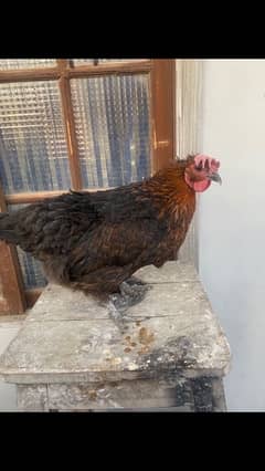 selling my hens