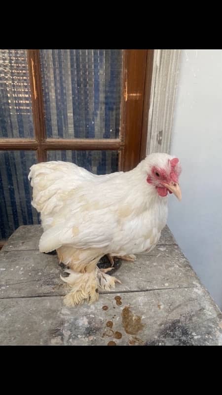 selling my hens 2