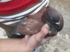 pigeons for sell(Breeder Pair)