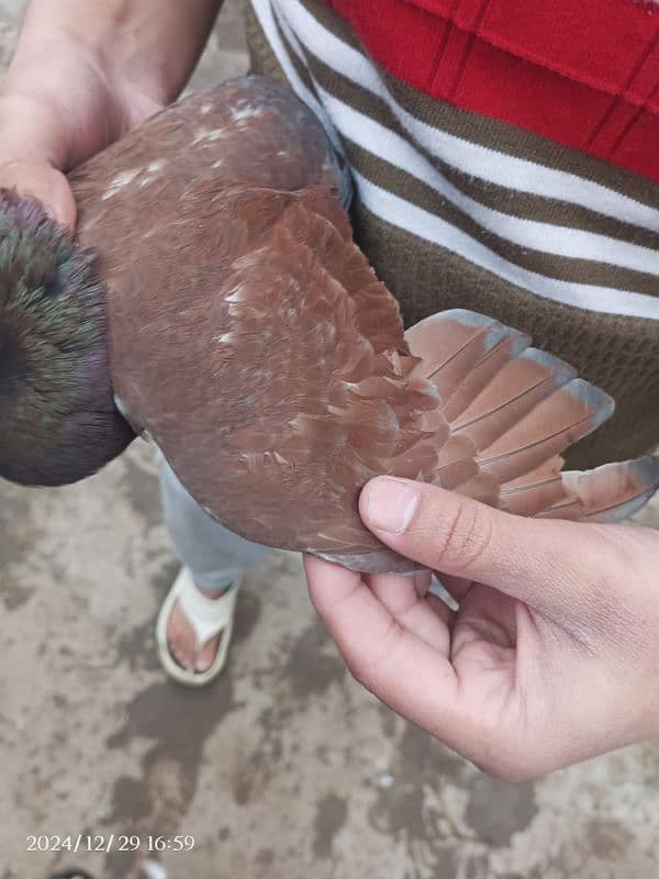 pigeons for sell(Breeder Pair) 1