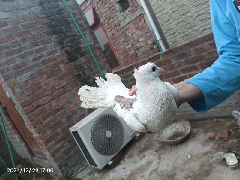 pigeons for sell(Breeder Pair) 8