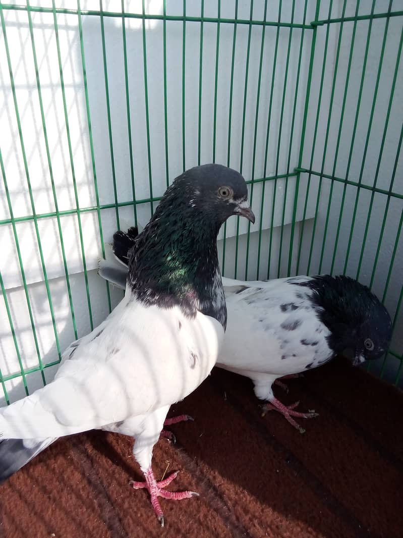 Best breader pigeon 6