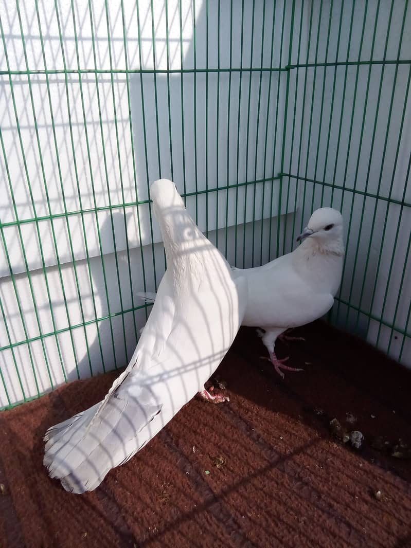 Best breader pigeon 8