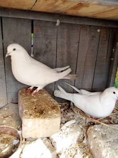 3 best breedar pigeon for sell