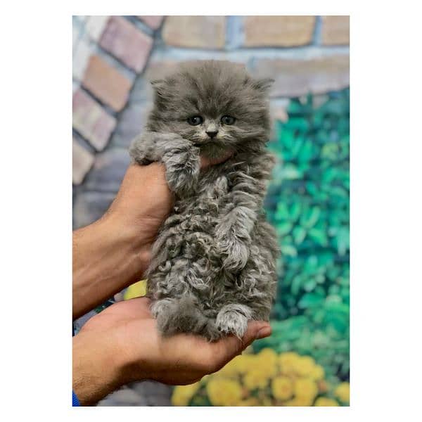 Persian hamalian british punch face piki face cat's and kitten's 1