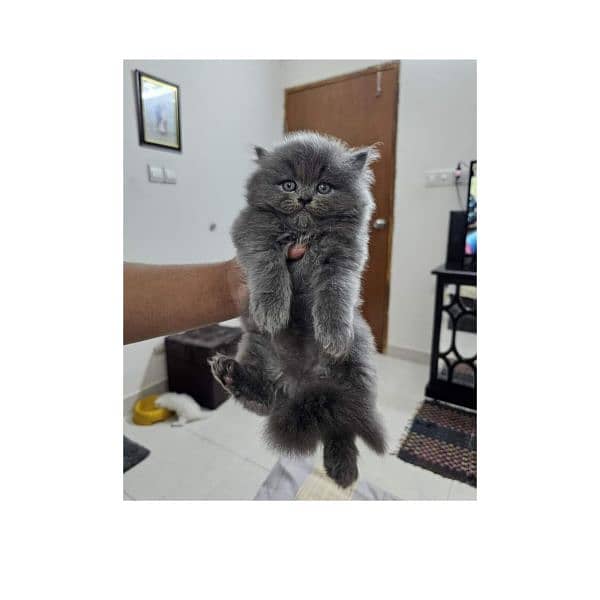 Persian hamalian british punch face piki face cat's and kitten's 4