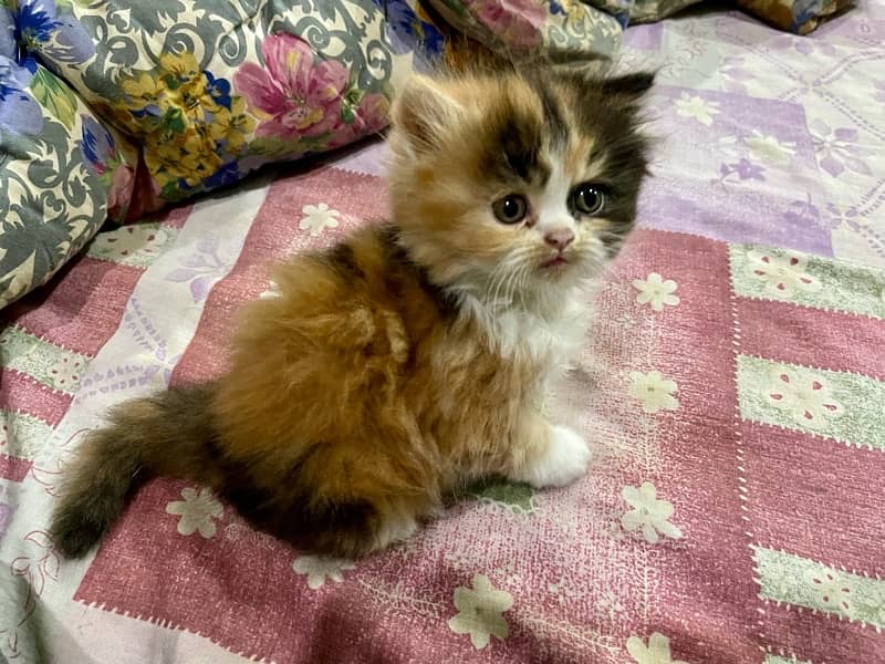 persian kittens 1