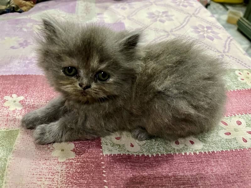 persian kittens 4