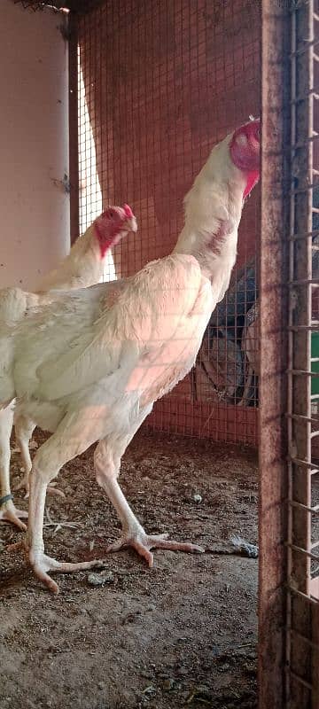 shamo breeder female 2