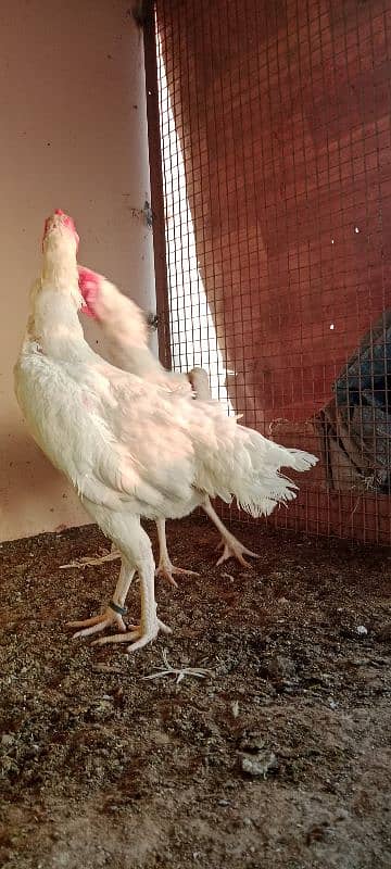 shamo breeder female 3