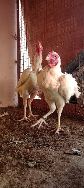 shamo breeder female 6