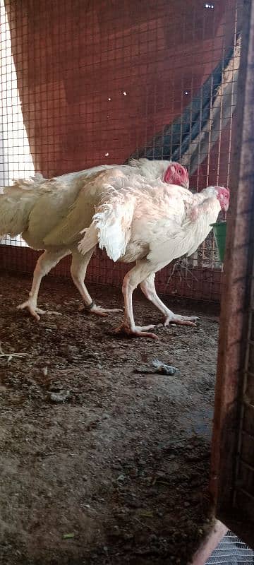 shamo breeder female 8