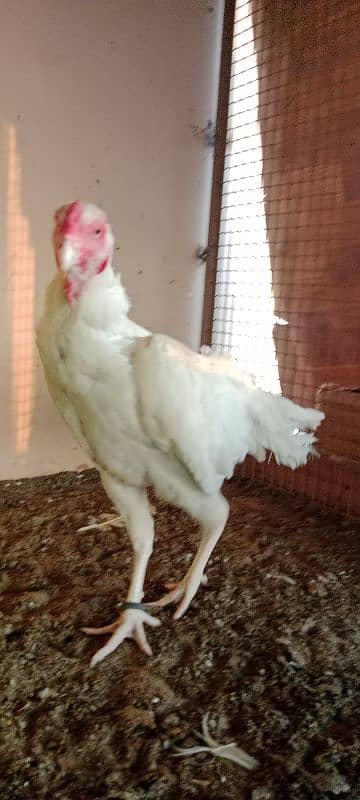 shamo breeder female 14