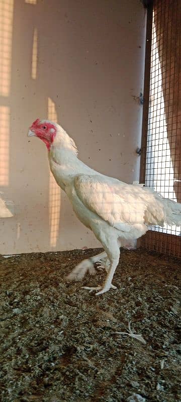 shamo breeder female 15