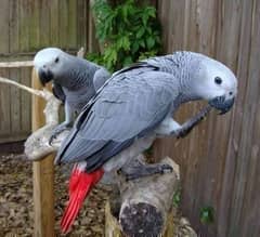 African grey parrot cheeks for sale 03=37=860=31=89