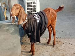 Goat Bakri With Male Kid