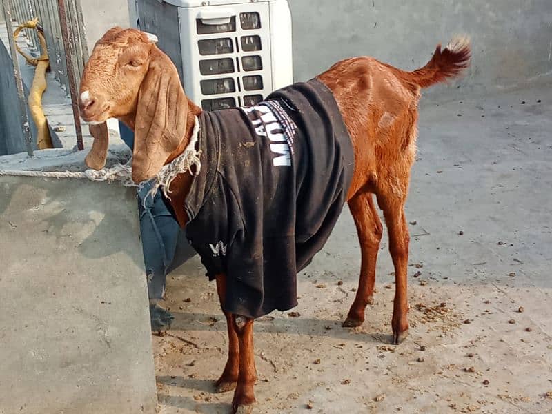 Goat Bakri With Male Kid 0