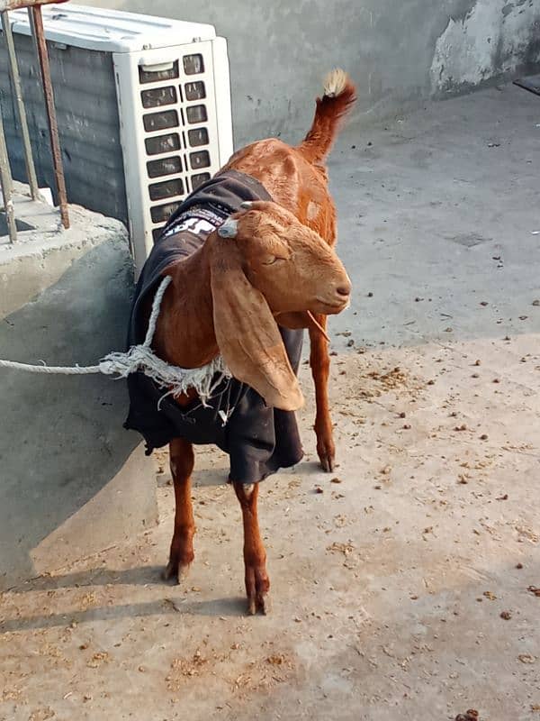 Goat Bakri With Male Kid 3