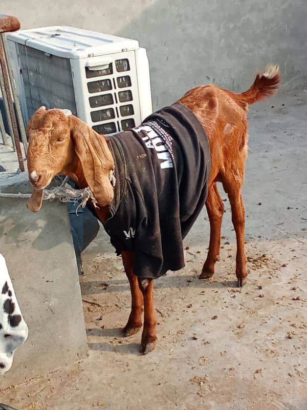 Goat Bakri With Male Kid 4