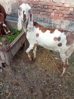 Dabi Goat With 2 Month Female Whatsapp 03164004134