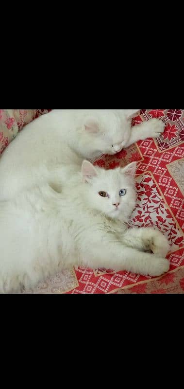 persian pair 0