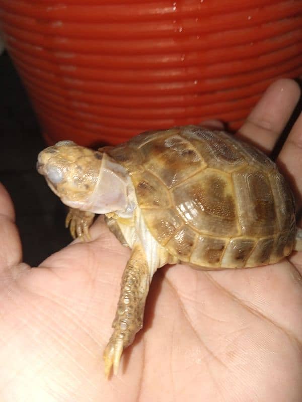 African sulcata 0