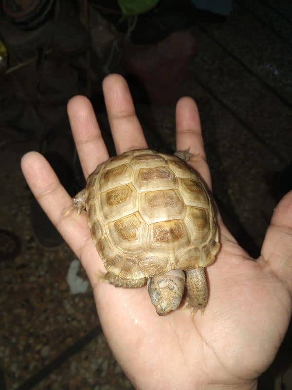 African sulcata 2