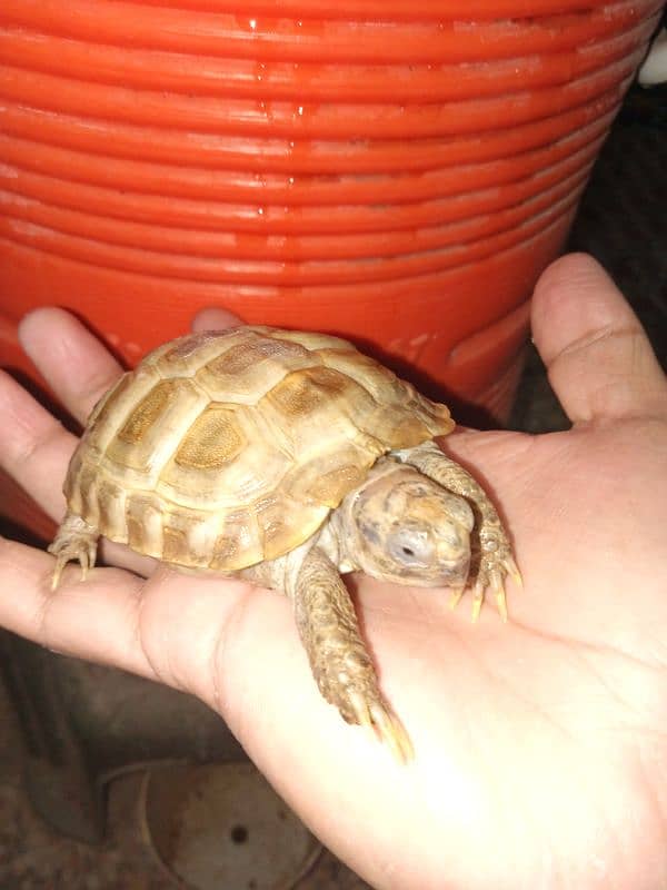 African sulcata 3