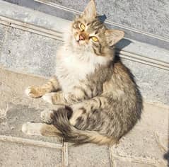 Cats for Sale Siberian cat