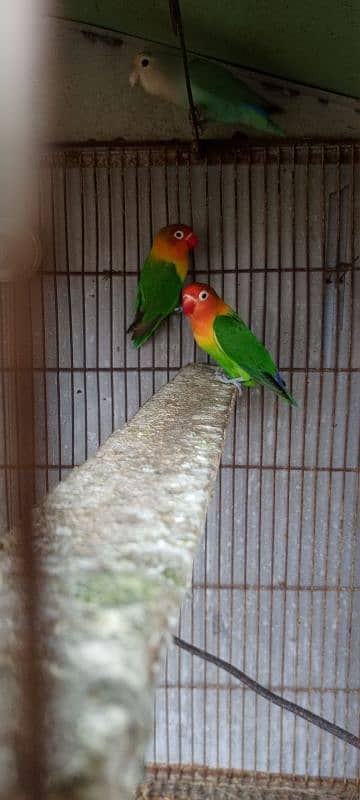 Parrots/Love Birds 2