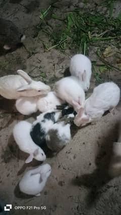 Rabbit Bunny Sale beautiful cute male female